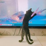 [고양이] 두 남자의 생존기 3탄(번외)