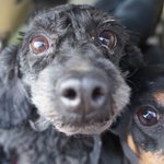 <b>번식</b>장에서 구조된 7마리 천사들에게 희망을 주세요...