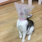 [고양이] 오랜만에 왔어요 <b>베니</b>~~