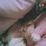 우리 냥이 이러고 주<b>무심</b>