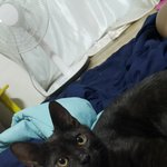 [고양이] 두 남자의 생존기 4탄(<b>시련</b>)