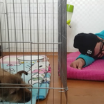 [꼭댓글부탁] 방탈죄송 ) 유기<b>견대</b>장 방송막아야합니다. 소름돋아요