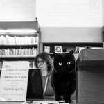 집사 <b>일터</b>까지 따라나선 냥이들