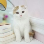 [댓글부탁해] <b>야옹</b>이 졸귀ㅠㅠㅠㅠㅠ