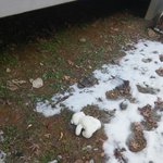 <b>창밖</b>으로 날라간 곰돌이 주워와썽