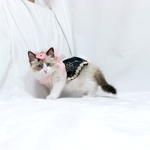 [고양이] 세젤귀.. ㅠ ㅠ 아기냥이 한복 <b>착용샷</b>