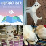 [강아지] 유기견 이동봉사) 저희를 미국으로 데려다 주세요~