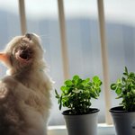 [고양이] 잠냥이 <b>모찌</b>를 소개합니다 2탄 :)