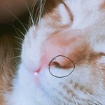 고양이 키우는애들앙 동그라미 <b>친</b><b>거</b> 뭐야