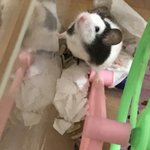 [EXO] 이새기 밥 뭐줌??