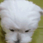 3개월중반안에 과체중에서 <b>여리</b>여리까지 뺄 수 있음?