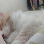나도 고양이 있다 ㅎ