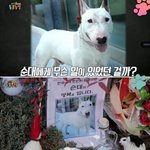 '동물농장' 도축된 애완견 '충격'... 용의자 동네<b>주민</b> "법대로...
