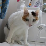 [퐁타네] 나나가 변했어요