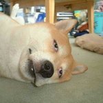 [댓글부탁해] 이니스프리 <b>퍼퓸</b>드 바디워터 써본사람?