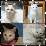 몸과 마음의 상처를 받은 25마리 냥이들이 애타게 기다립니다..