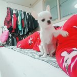 [고양이] 호돌이와 푸니 그리고 썽님