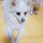 울 둘째 <b>초롱</b>이 새배한당.