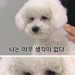 엑소팬들아 <b>비비</b>가 누구네개야