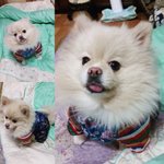 [효자강아지] 우리집 효자 성탄이