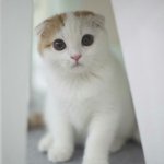 [댓글부탁해] ㄹㅇ <b>야옹</b>이 키우고싶다