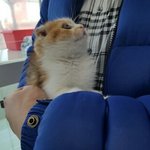 [댓글부탁해] <b>야옹</b>아 사랑해