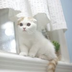 [댓글부탁해] <b>야옹</b>아 겨론하자