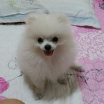 [강아지] 웃는게 이쁜 우리집강아지 <b>산타</b>2탄~