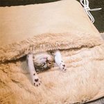 추운건 딱 질색인 <b>뜨뜻</b>냥이들