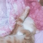 냥이 이러고 <b>잔당</b>