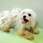 꼬미/말티즈/<b>여아</b>/2살/3kg. 꼬미의 가족이 되어주세요!