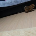 본진이름이 개이름이면 어때?