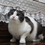 [꿀고양이] 꿀고양이 유청이 네이트 판으로 돌아오다!!!!!