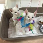 [고양이] 역변한 기둥이 (<b>feat</b>.7개월)