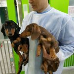 [강아지] 앙상한 <b>뼈</b>만 남은채 버려진 닥훈트 형제