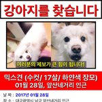 [강아지] (대구 <b>남구</b> 앞산네거리) 애완견 찾습니다.