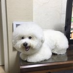 [강아지] 대갈장군 비숑프리제 매력에 빠지러~ 3탄 :<b>D</b>