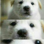 [레드벨벳] 안녕하세요 타팬이예요