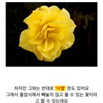 [방탄소년단] 와 남준이 꽃궁예래