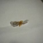 발국난(탐욕범죄) 정당화법 상정, 제정, 웃고, 즐기며, 복지부동...