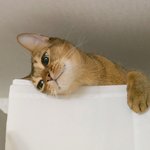 [고양이] 부부와 함께하는 동거묘 세마리 15 - 새로운집