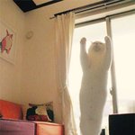 타고난게 확실한 발레<b>댄서</b>냥