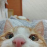 [댓글부탁해] <b>붙임</b>머리할때 숱쳐야됨?