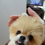 [강아지] <b>포메</b> 설탕이❤❤