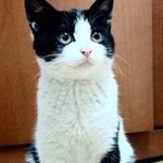 새끼길냥이의 주인을 구합니다(분양<b>완료</b>)