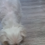 [강아지] 강아지가 좋아하는 고기순위ㅋㅋㅋ(1.<b>스팸</b>)