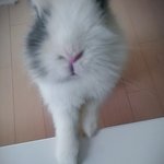 [토끼판] 세상에서 젤 이쁜토끼 쿠키에요