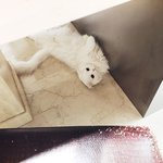 [고양이] <b>미묘</b>고양이 하몽이와 뚜엘이!!  7