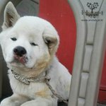 [강아지] 지속적인 학대로 <b>머리속</b> 피가 고인채 구조된 백구