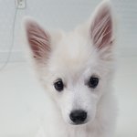 [강아지] <b>루비</b> 두번째 이야기